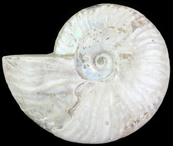 Silver Iridescent Ammonite - Madagascar #61509